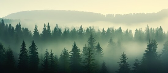 Tranquil misty forest A serene morning scene where fog envelops a spruce forest creating a peaceful nature landscape with the silhouettes of fir tree tops Copy space image