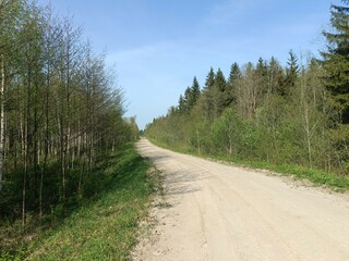 Road in forest in Siauliai county during sunny summer day. Oak and birch tree woodland. Sunny day with white clouds in blue sky. Bushes are growing in woods. Sandy road. Nature. Miskas.