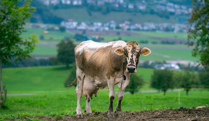 Cattle cow grazing on farmland. Grazing Cows in a Meadow with Grass. Cows Herd on a Grass Field. Mature Cow in a Green Field. Cows Grazing in Natural Pasture. Farm animals. Cows and calves grazing.