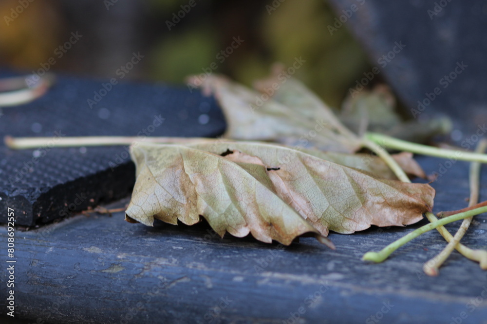 Poster Close-up of leaves on a dark backdrop