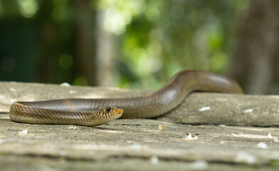 The Gardens Secret Resident A Rat Snakes Intriguing Exploration