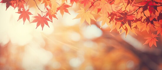 Vintage tone copy space image of sunlight illuminating yellow and red maple leaves in autumn