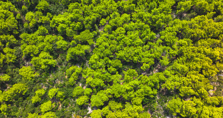 TOP DOWN: Flying over the lush green pine tree canopies covering Korcula island.