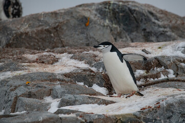 Naklejka premium Penguins of Antarctica
