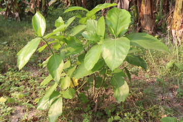 Ficus hispida on tree in jungle