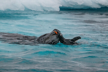 Leopard seal predates on penguin in Antarctica