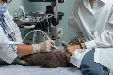 female veterinarian in medical gloves doing ultrasound on cat in office. animal or pet care...