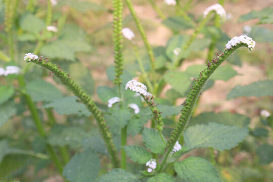 Heliotropium indicum, commonly known as Indian heliotrope on jungle