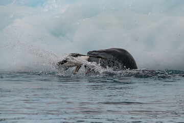 Fototapeta premium Leopard seal predates on penguin in Antarctica