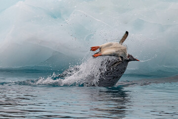 Leopard seal predates on penguin in Antarctica