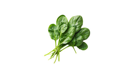 Fresh spinach leaves. Isolated on black background.