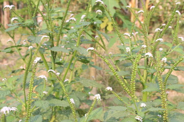 Heliotropium indicum, commonly known as Indian heliotrope on jungle