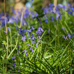 Common English woodland Bluebells, H. non-scripta