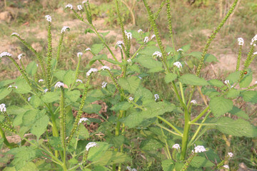 Heliotropium indicum, commonly known as Indian heliotrope on jungle