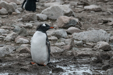 Penguins of Antarctica