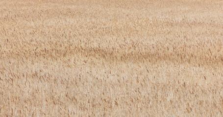 Reeds swaying in the wind. reed field close-up