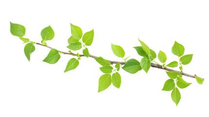 Green leaves with branch isolated on white