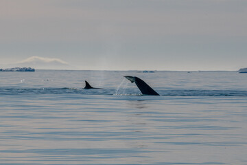 Fototapeta premium Orcas killer whales in Antarctica