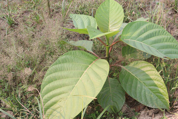 Burflower tree on farm for sell