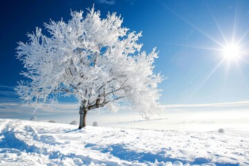 Stark white branches of a single tree stand out against a deep blue sky and dazzling sunlight on a snowy field