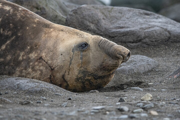 Obraz premium Elephant seal