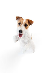 Adorable, smart dog, purebred Jack Russell Terrier standing on hind legs and looking with happy playful muzzle isolated on white studio background. Concept of domestic animal, pet, veterinary, care