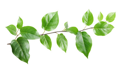 Fototapeta na wymiar Fresh green leaves branch isolated on white background