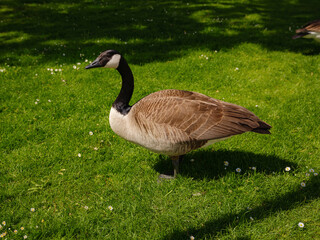Canada Geese grazing grass in Frankfurt am Main