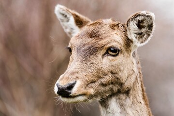 close up portrait of a deer
