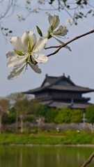 Fototapeta premium blossom in spring