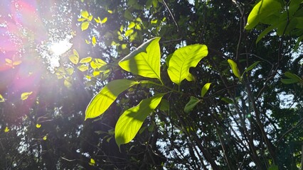 leaves in the sun