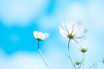 青空の下で咲く白いコスモス