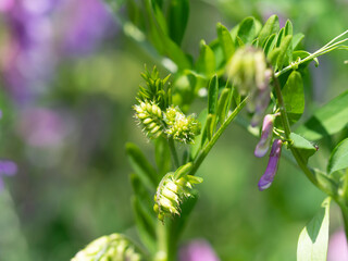 Obraz premium ナヨクサフジの蕾