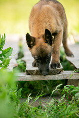 Malinois puppy in the park