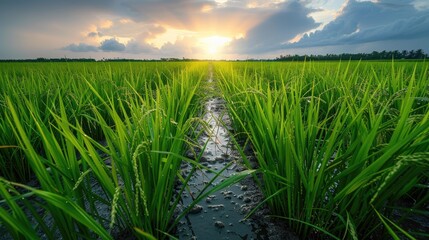Naklejka premium Rice field in countryside