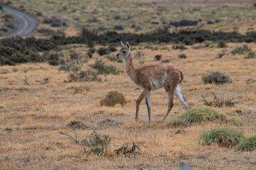 Wildlife of Torres del Paine, Chile