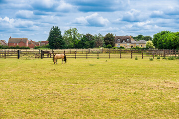 horses grazing on a pasture in the padlock, uk farm houses in the background