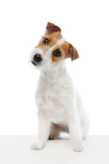 Adorable, smart dog, purebred Jack Russell Terrier sitting and looking with curious isolated on white studio background. Concept of domestic animal, pet, veterinary, care, companion