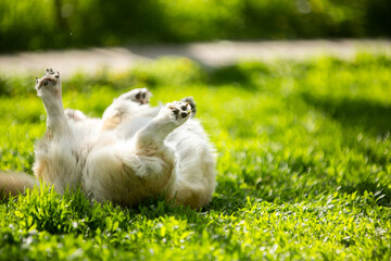 Obraz premium corgi puppy on the grass