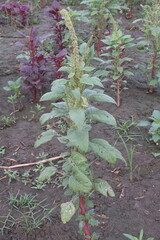 Amaranthus viridis on farm for sell