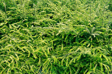 Lonicera pileata , Bush honeysuckle or Moss Green, garden evergreen shrub with paired, glossy,...