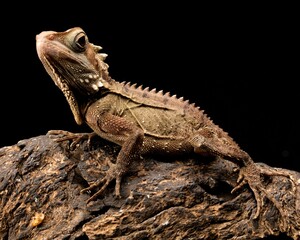 A boyd's forest dragon with a spiky back and a frilly tail sits on a tree branch.with black background 