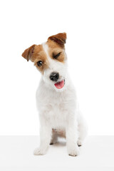 Adorable dog, purebred Jack Russell Terrier sitting and winking isolated on white studio background. Playful pet. Concept of domestic animal, pet, veterinary, care, companion