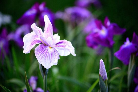 公園に咲く菖蒲の花