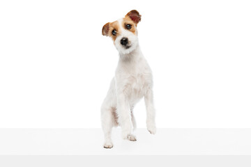 Active, playful dog, purebred Jack Russell Terrier in motion, jumping, playing isolated on white studio background. Concept of domestic animal, pet, veterinary, care, companion