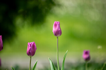  tulips in spring