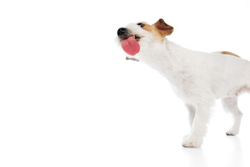 Funny dog, adorable purebred Jack Russell Terrier licking with tongue isolated on white studio background. Concept of domestic animal, pet, veterinary, care, companion