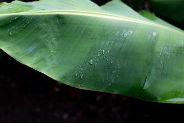 A banana tree adorned with lush green leaves, saturated by rainwater, showcases nature's intricate...