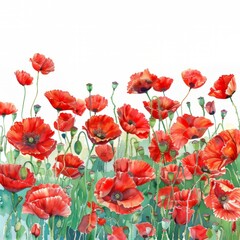 Fototapeta premium Watercolor painting of a vibrant poppy field ablaze with red blooms, on isolated white background, Generative AI