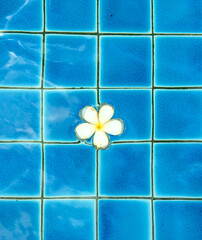 A white flower floating on water.